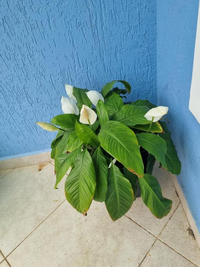 Casa Azul - Linda Casa Familiar Com Piscina No Pero Em Casa de férias